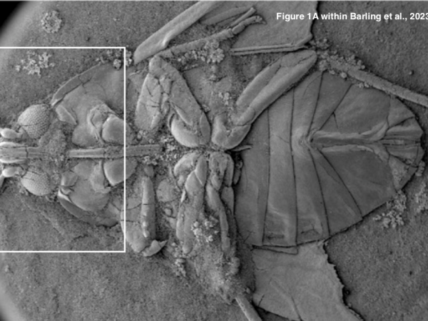 100-million year-old Insect Fossil Found Riddled With Ancient Bacteria